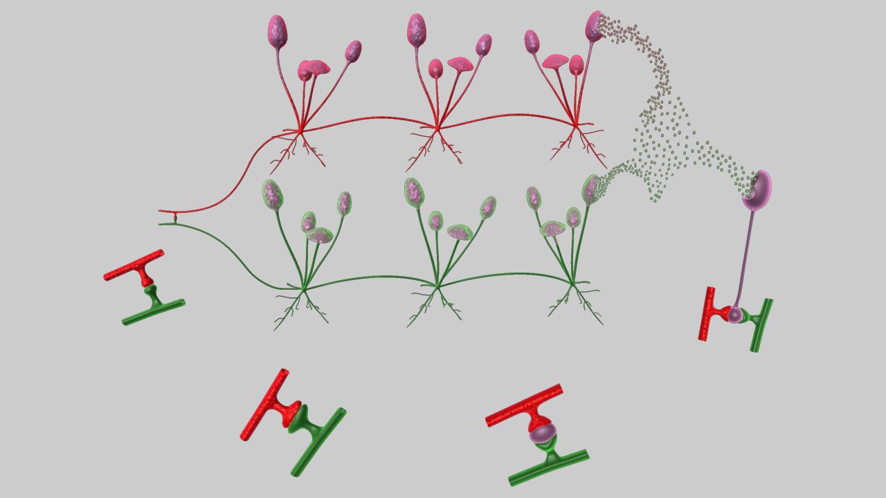 Life Cycle of Rhizopus 3d model