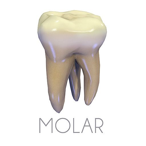 Tänder andra övre molar 3d model