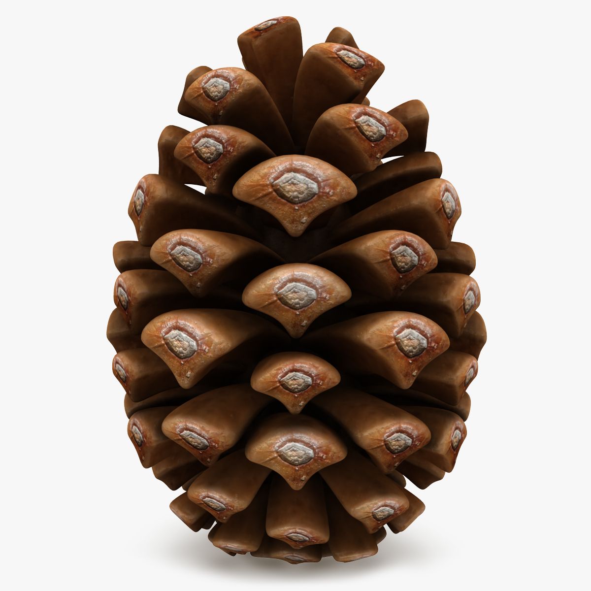 Conifer Cone 3d model