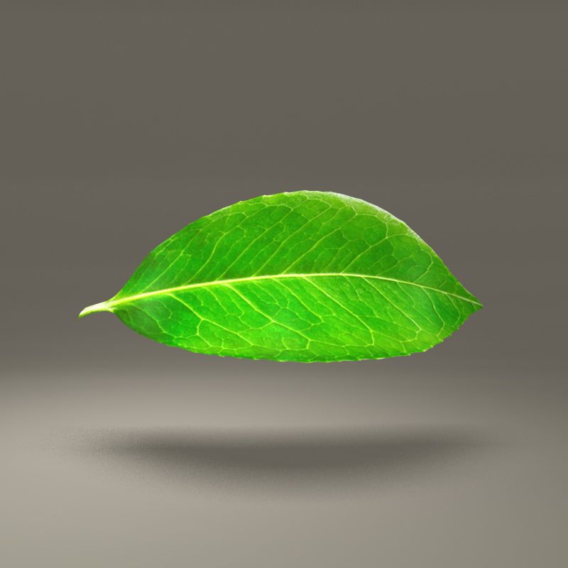 Green Leaf 3d model