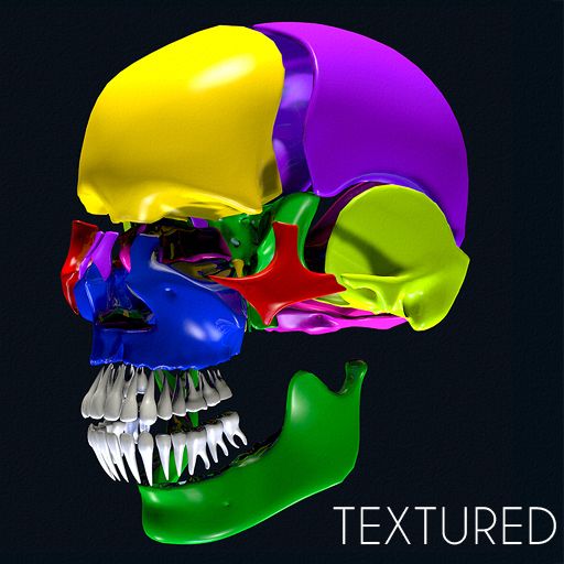 Piezas del color del cráneo de la anatomía modelo 3d