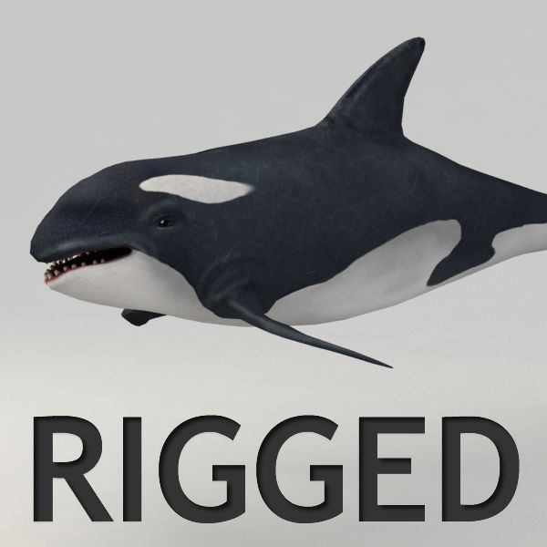 Orca rigged 3d model