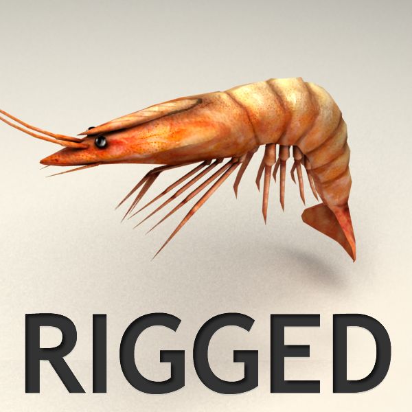 Shrimp Rigged 3d model