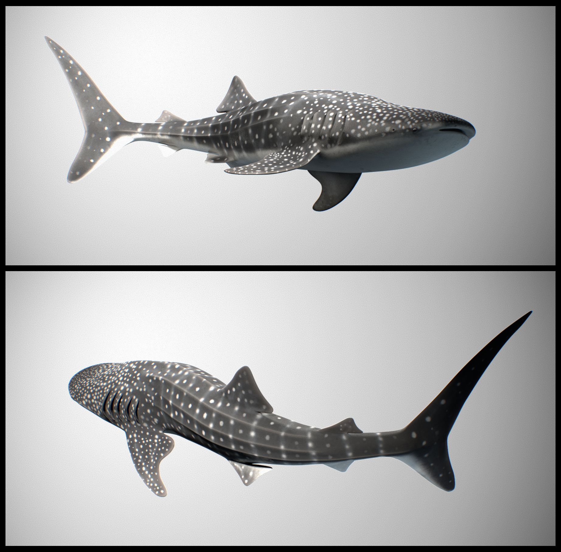 Whale Shark 3d model