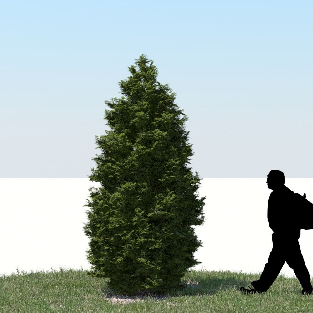 Thuja Tree 01 3d model