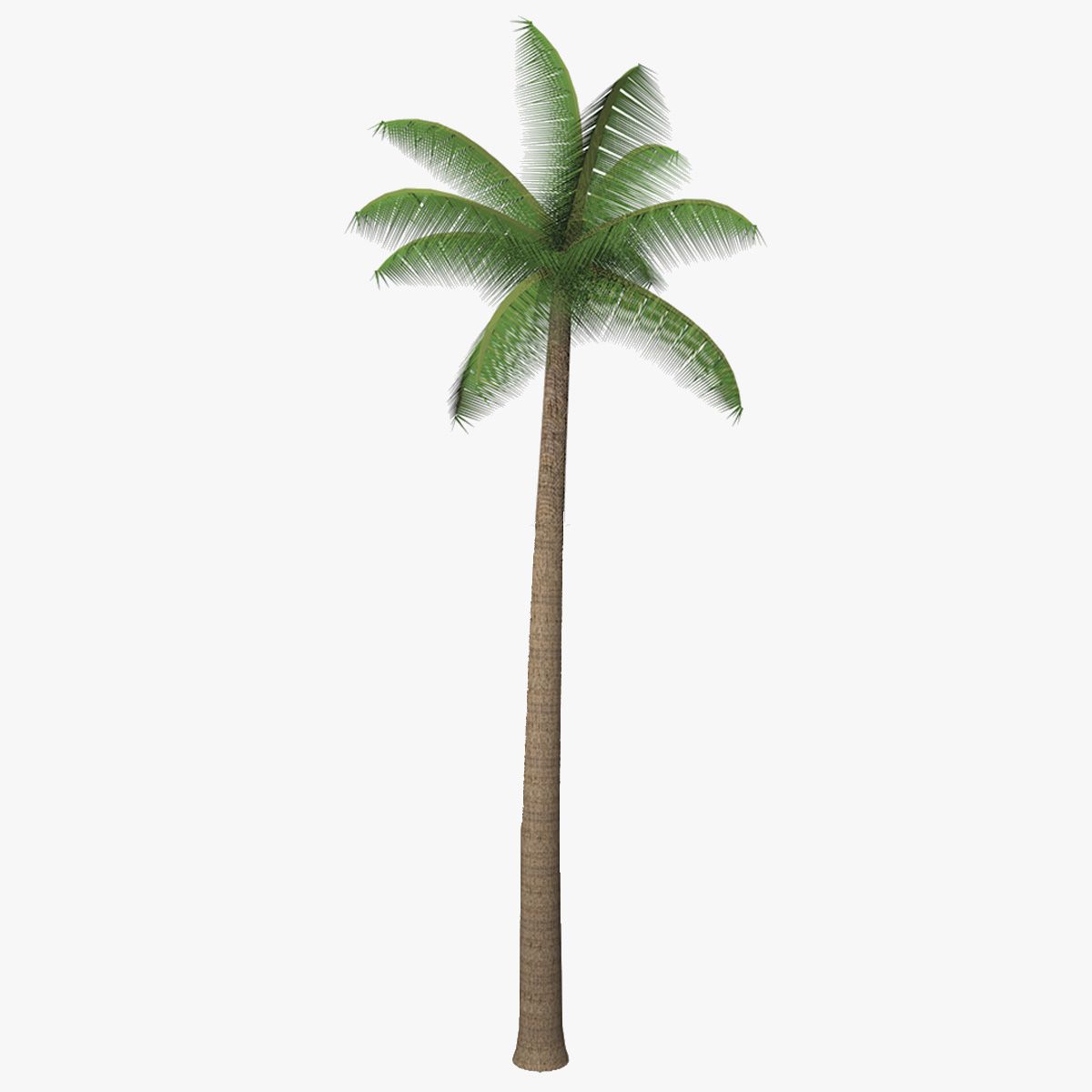 Palm Tree 3d model