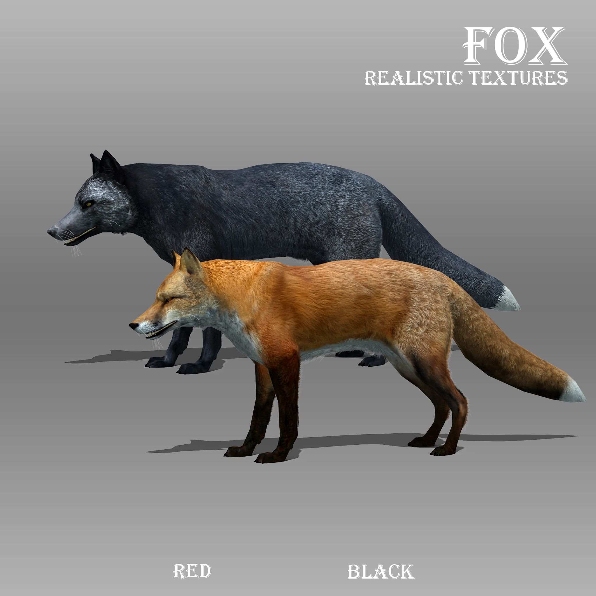 Fox animated 3d model