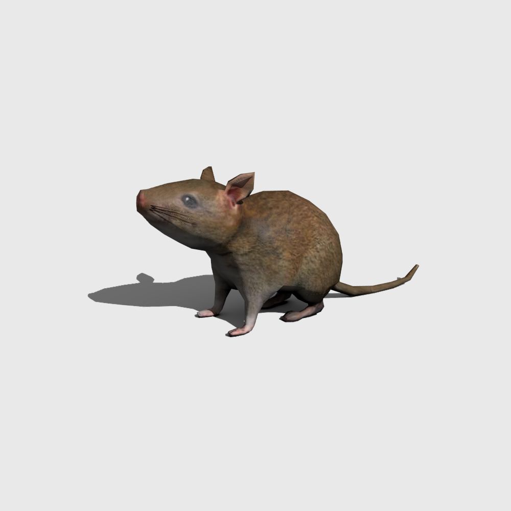 Ratto 3d model