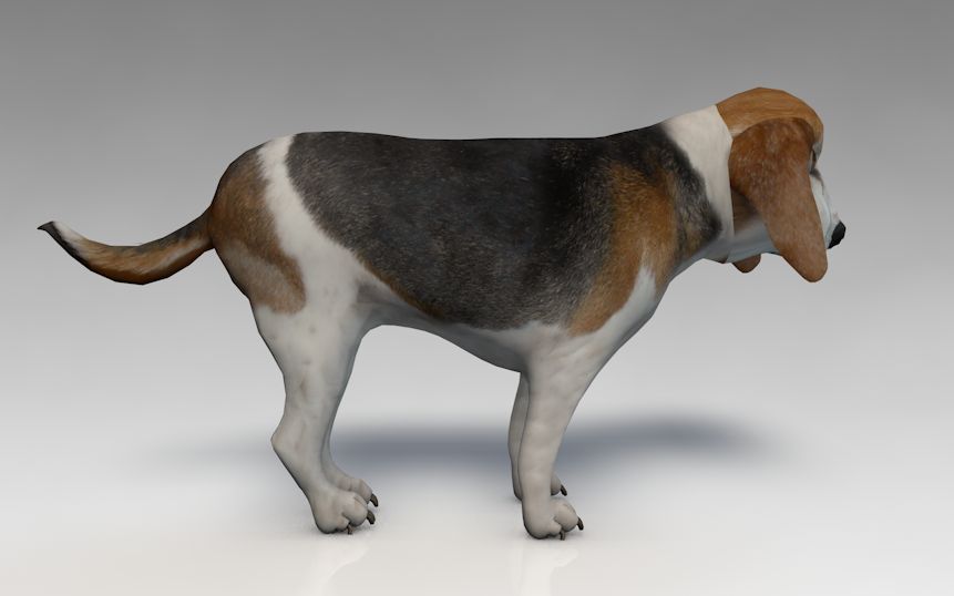 Dog 3d model