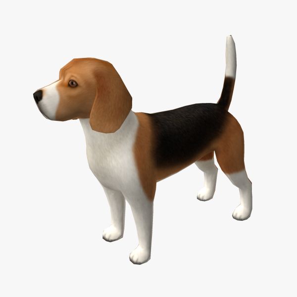 Beagle 3d model