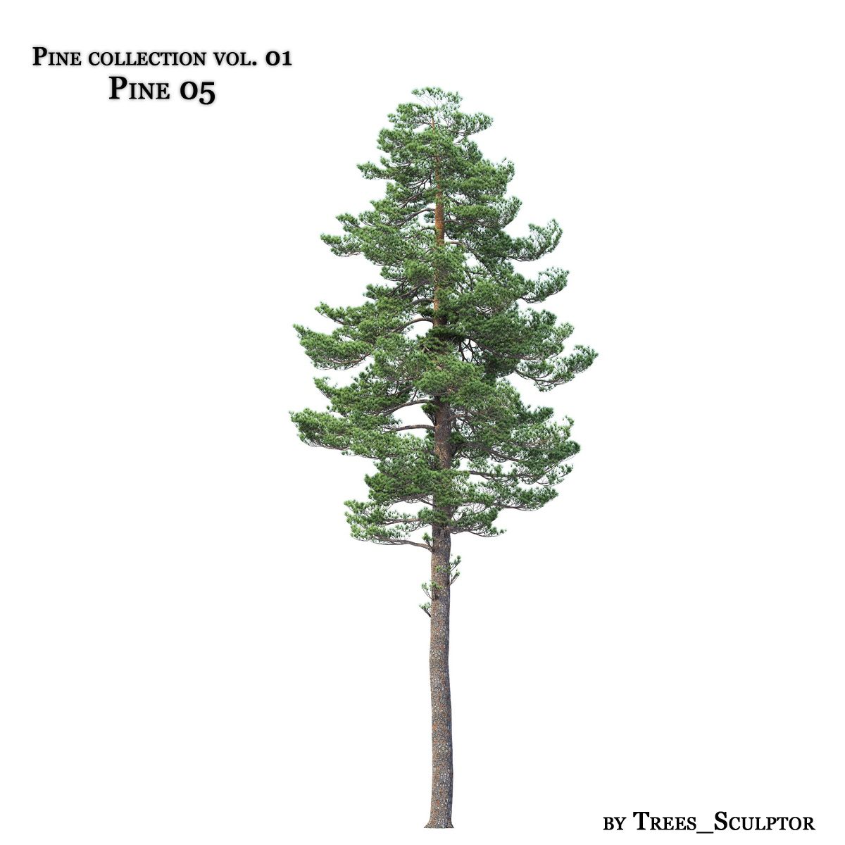 Pine-tree_05 3d model