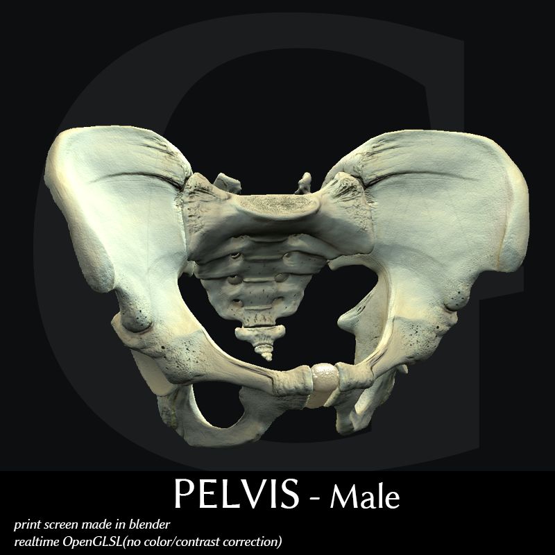 PELVIS - Mannetje 3d model