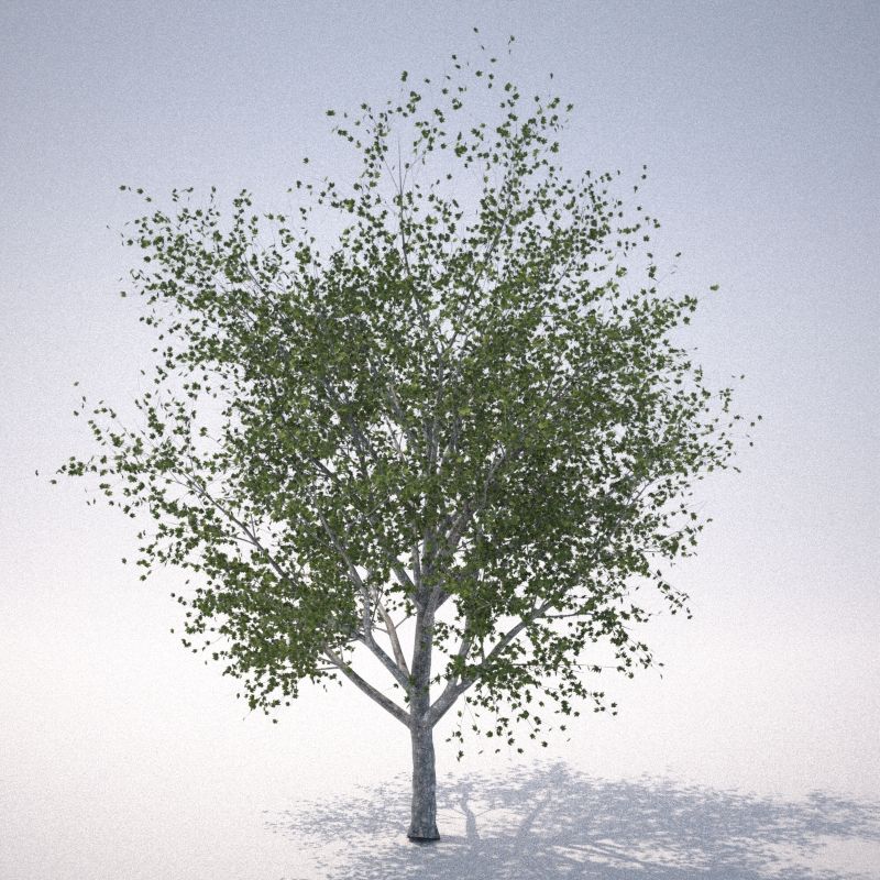 RN树2 3d model