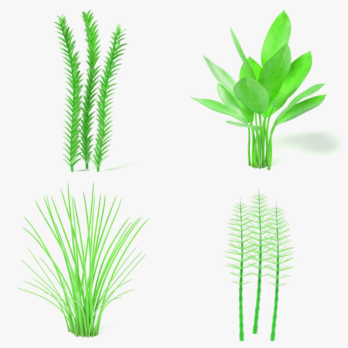 Plantas aquáticas 3d model