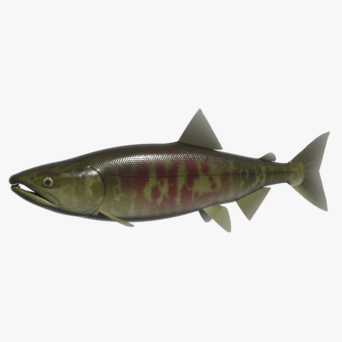 Chum zalm mannetje 3d model