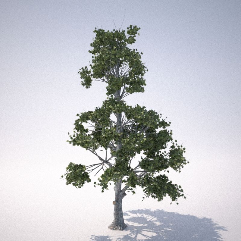 rn树1 3d model