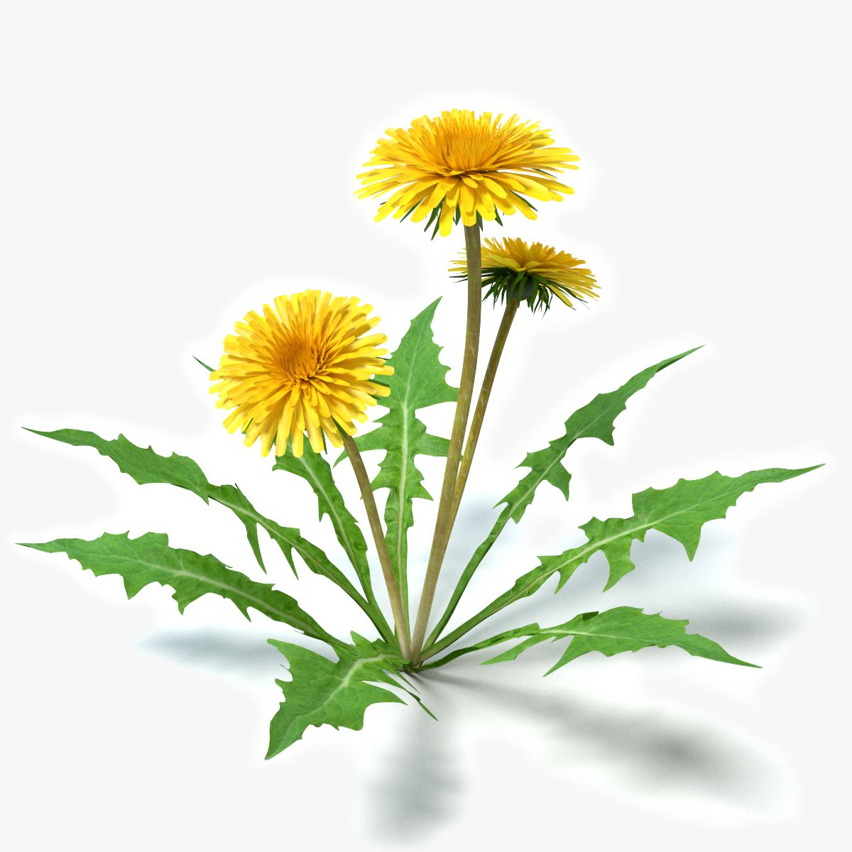 Dandelions 3d model