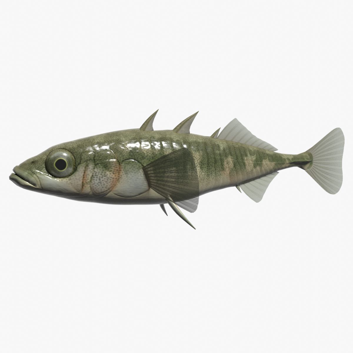 Tre spinnig Stickleback 3d model