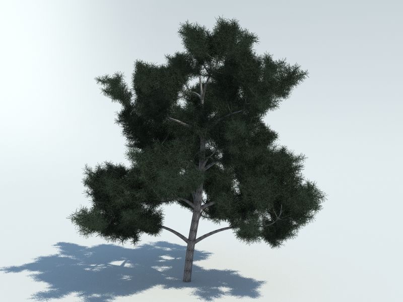 Tree pine 3d model