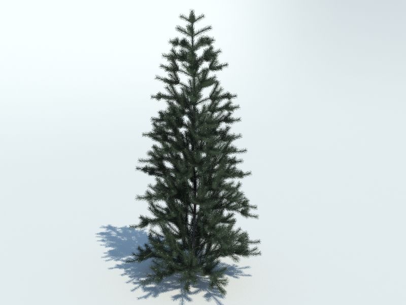 Tree fir 3d model