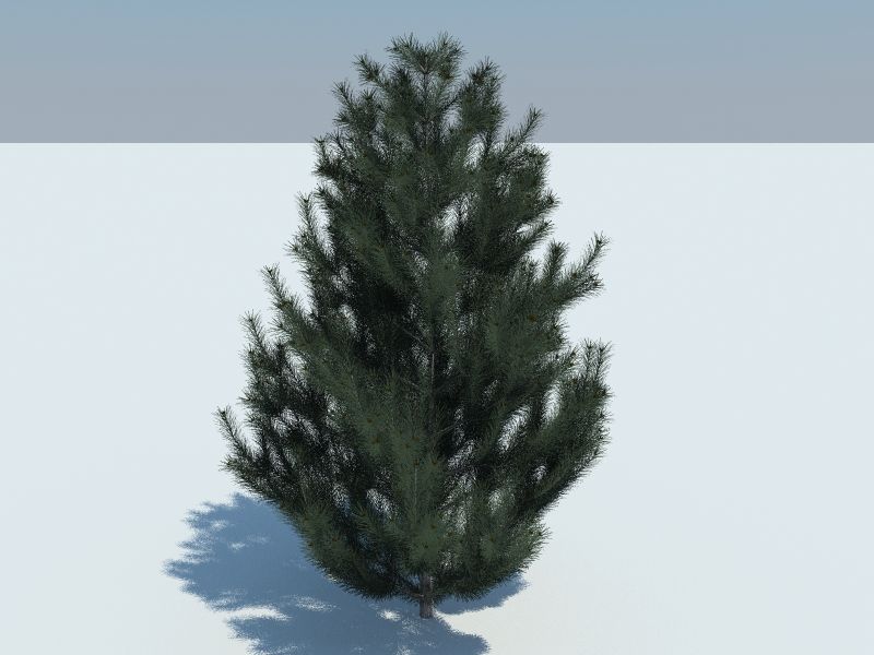 Tree pine 3d model