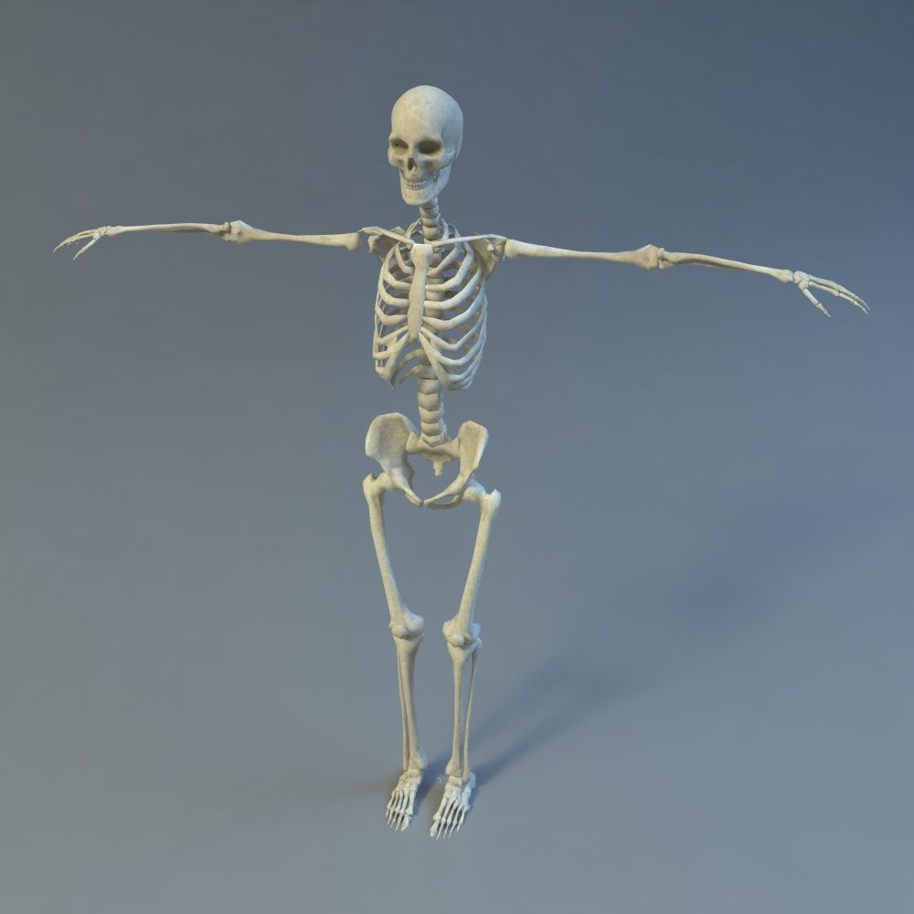 Skeleton 3d model