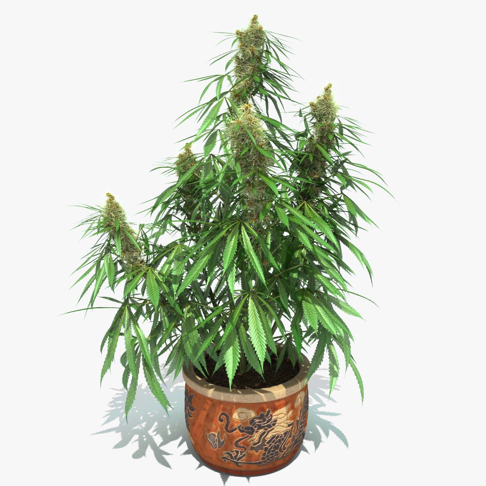 Cannabis-Sativa-Heimpflanze 3d model