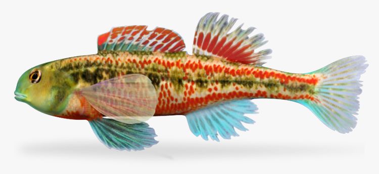 Etheostoma barrenense Splendid Darter Mannetje 3d model