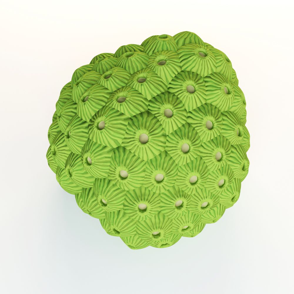 Star coral royalty-free 3d model - Preview no. 3