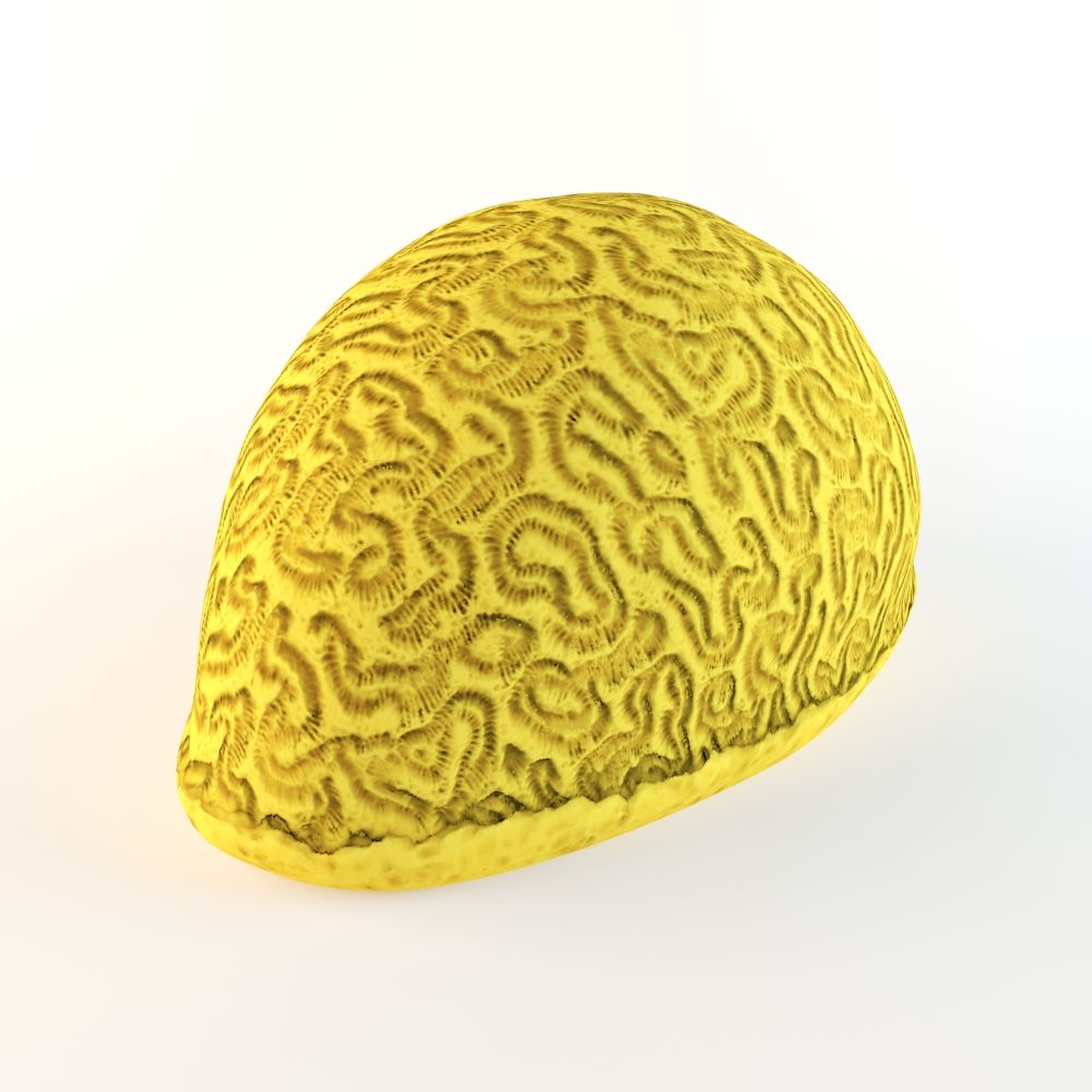 Brain Coral 3d model