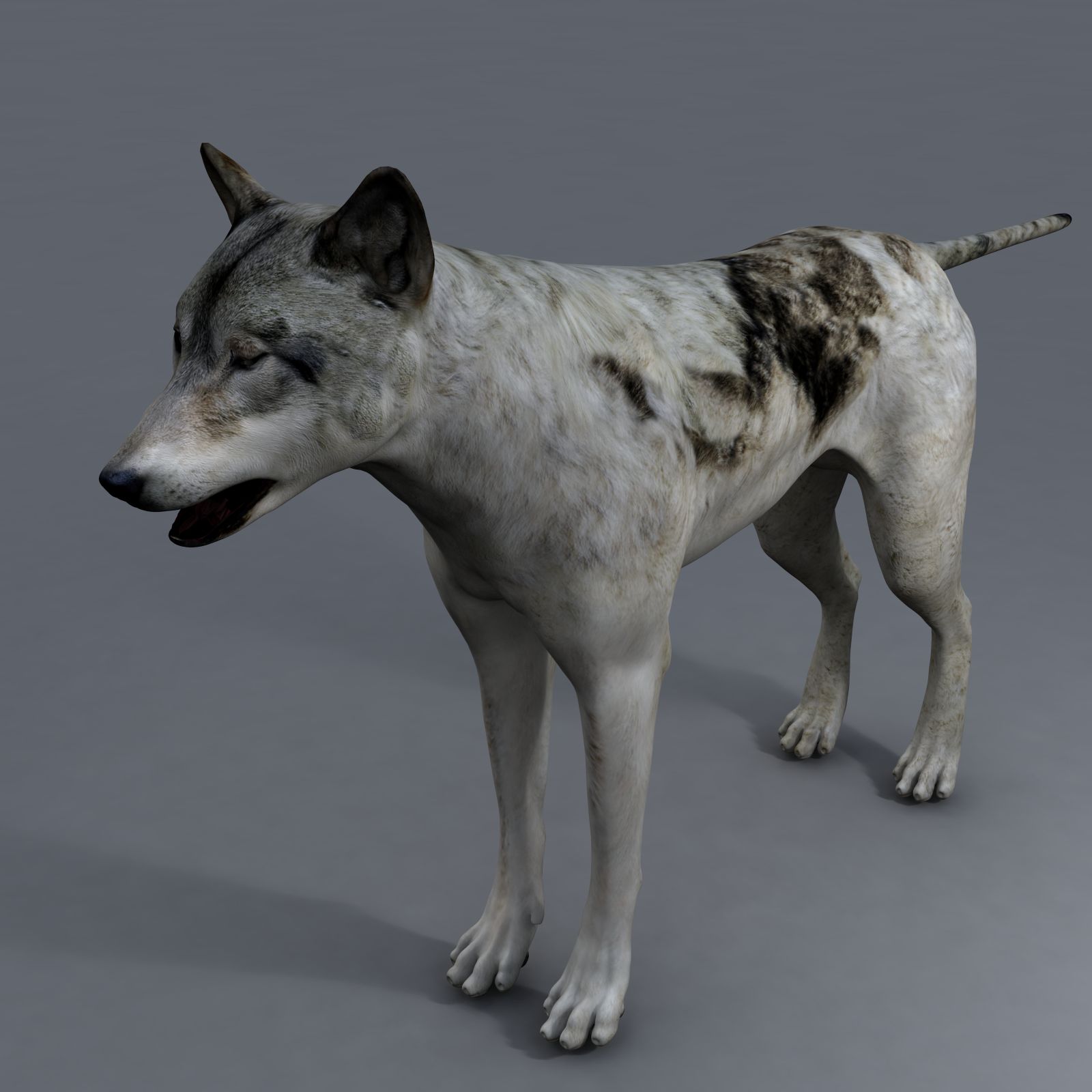 lobo modelo 3d