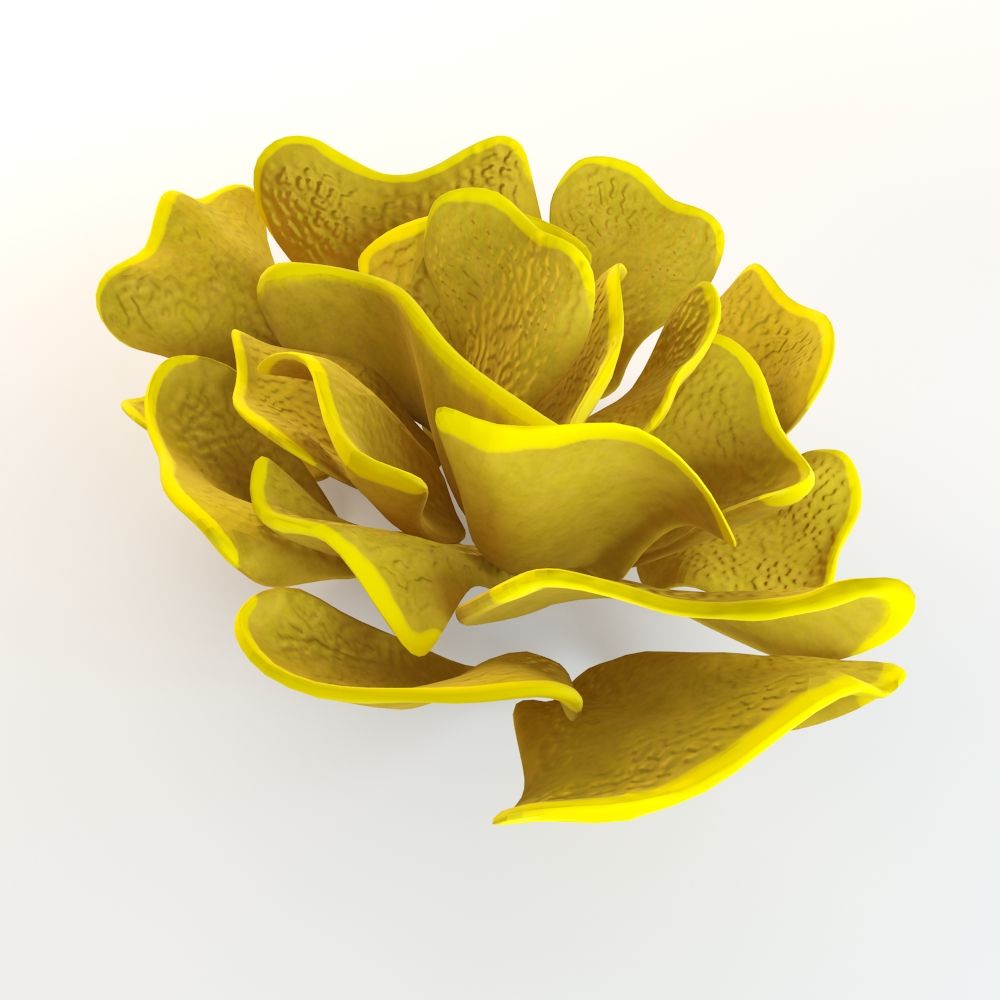 Coral Yellow scroll 3d model