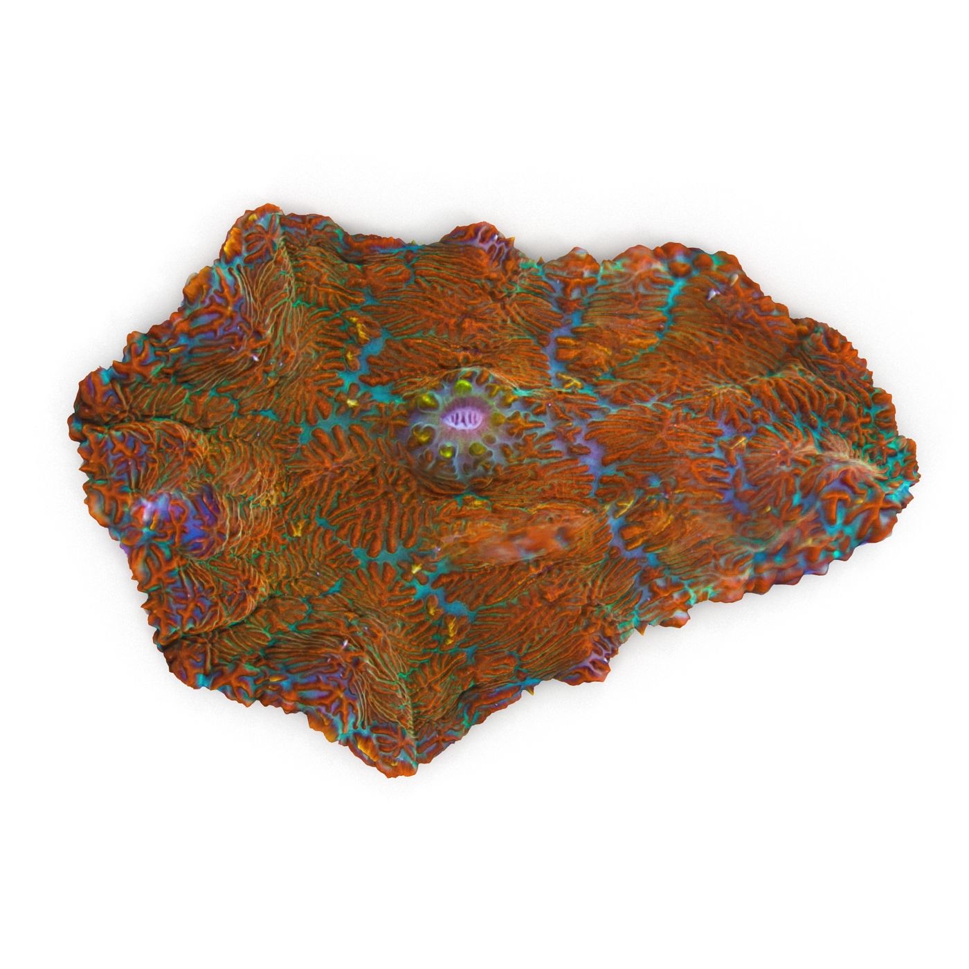 Rhodactis Coral 3d model