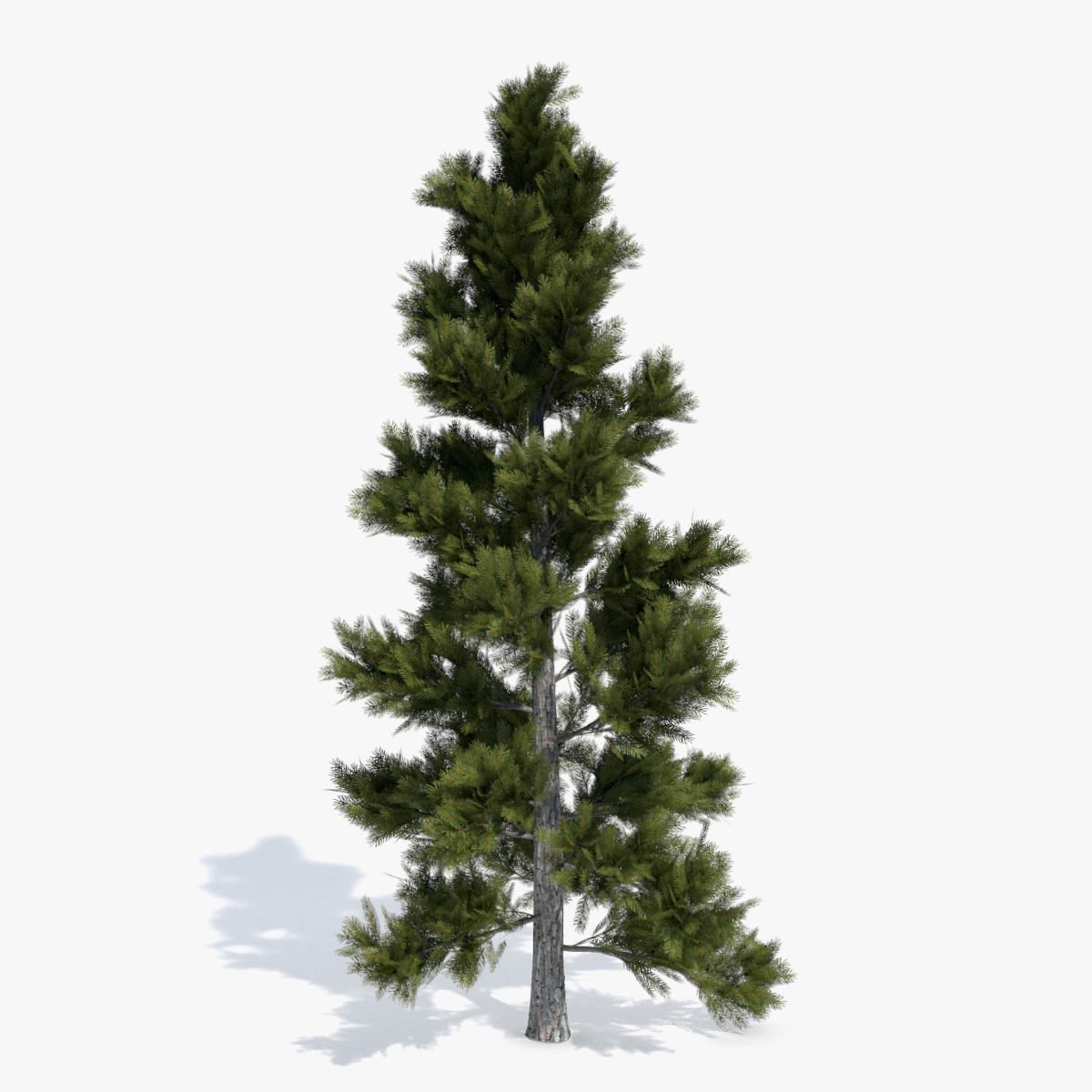 Conifer 2 3d model