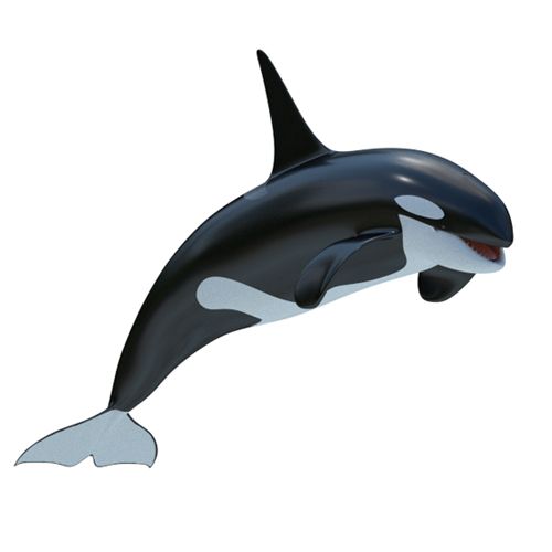 killer whale 2 3d model