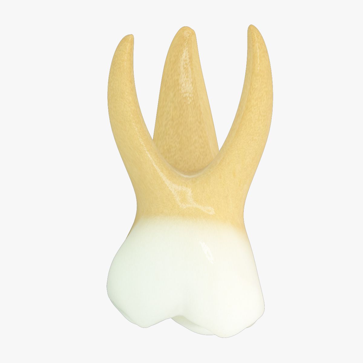 Övre primär andra molar 3d model