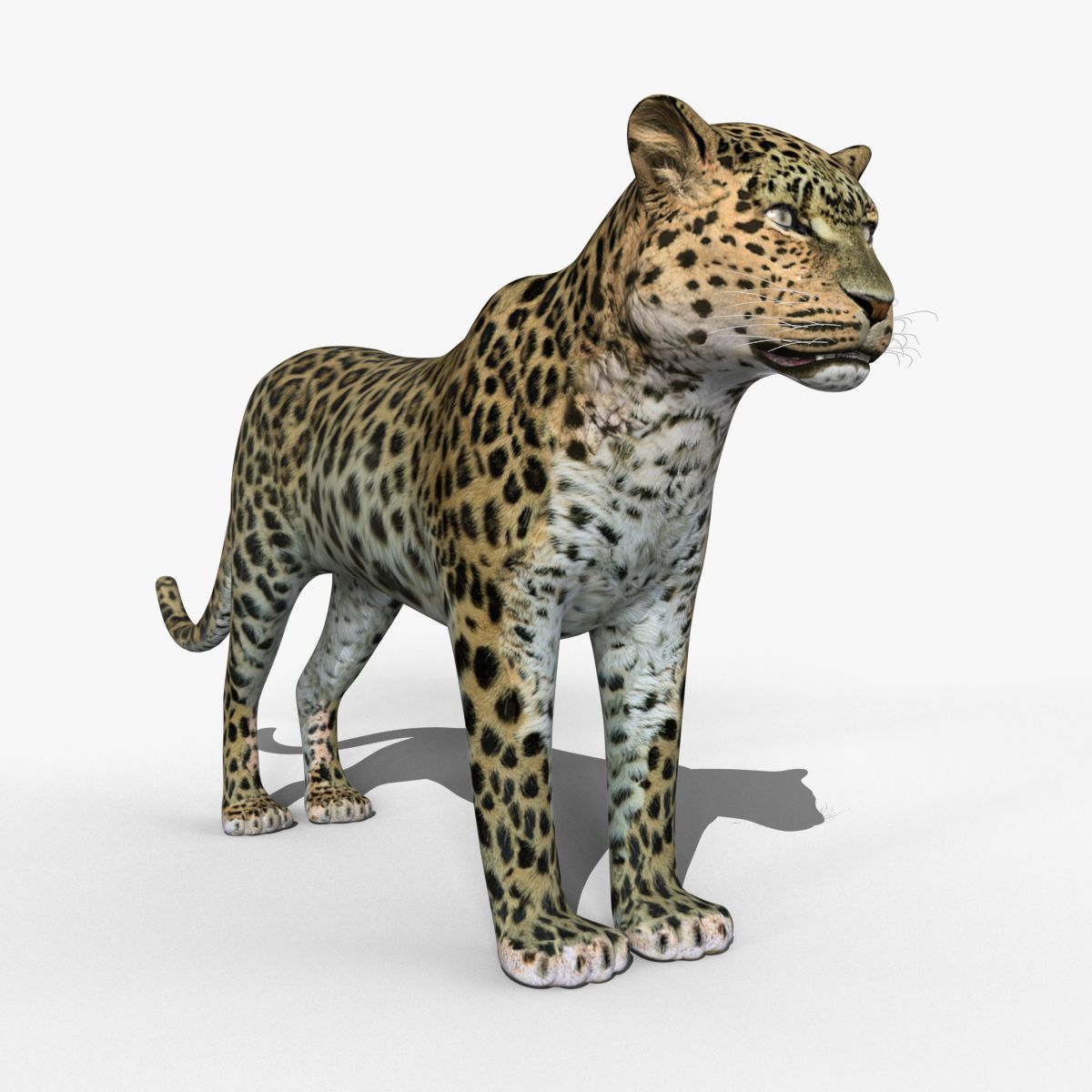 Amur Leopard 3d model