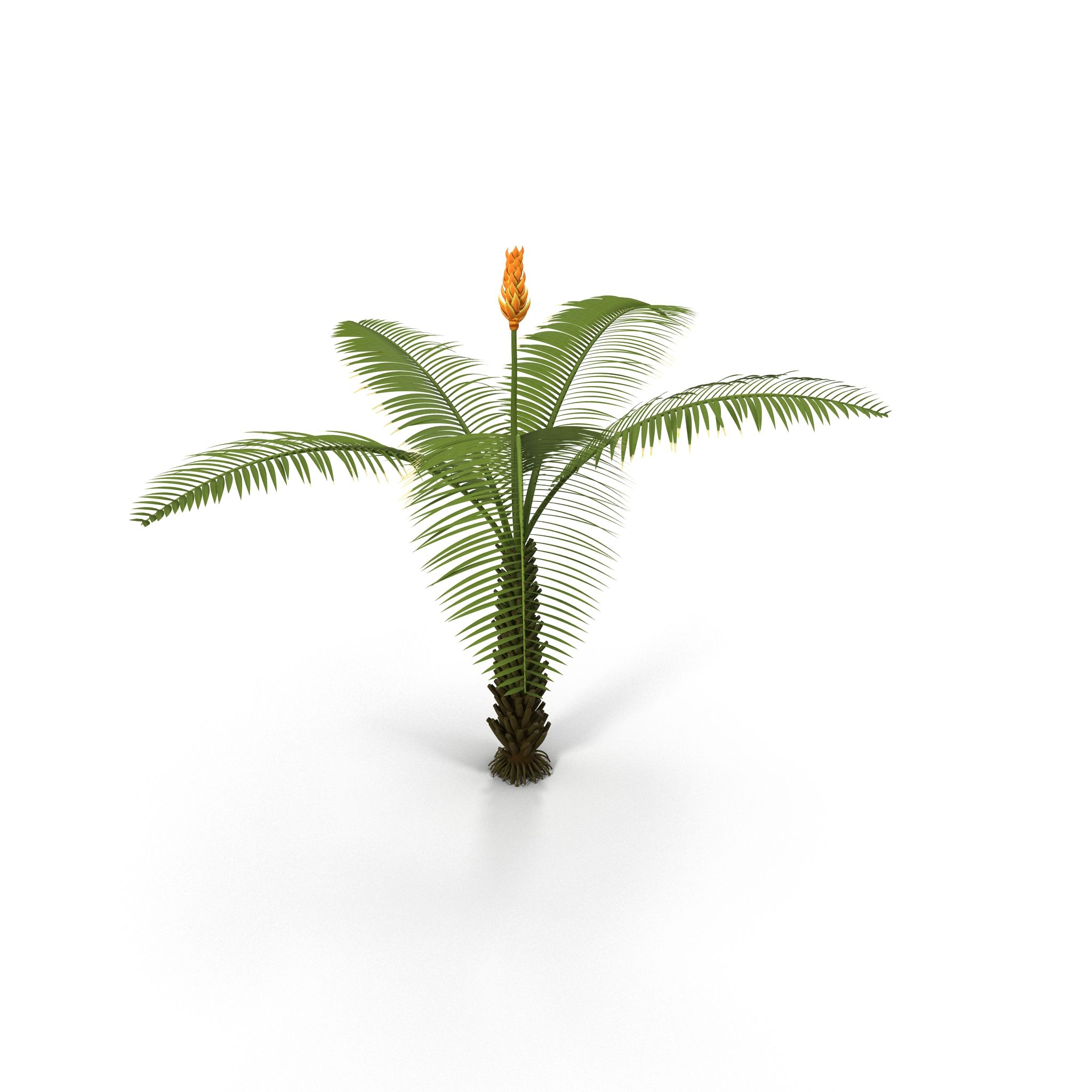 Fern 3d model