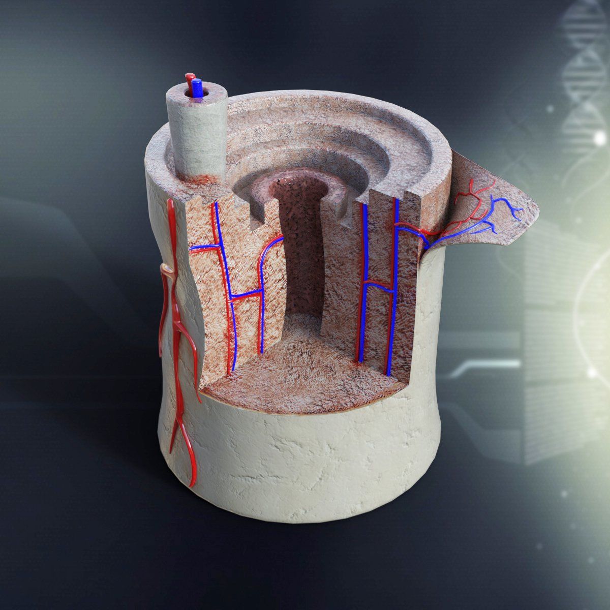 Bone Anatomy 3d model