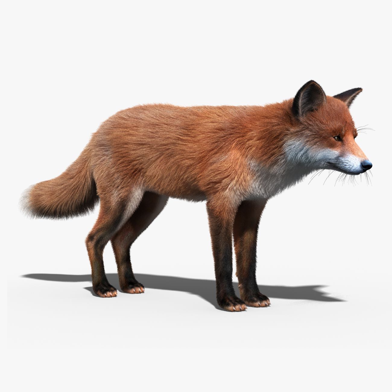 Zorro rojo (FUR) modelo 3d