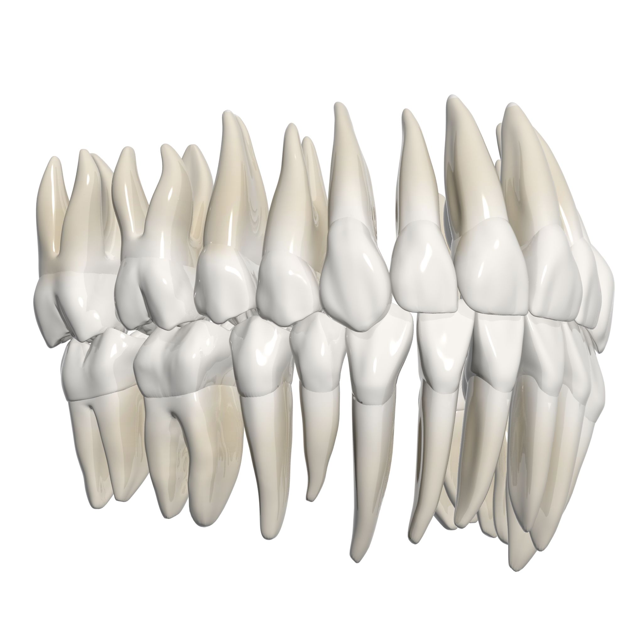 Dents pleines 3d model