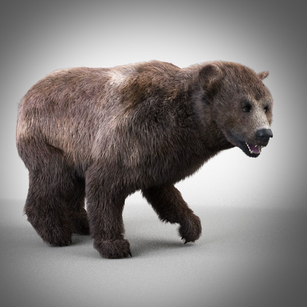 Grizzly Bear 3d model