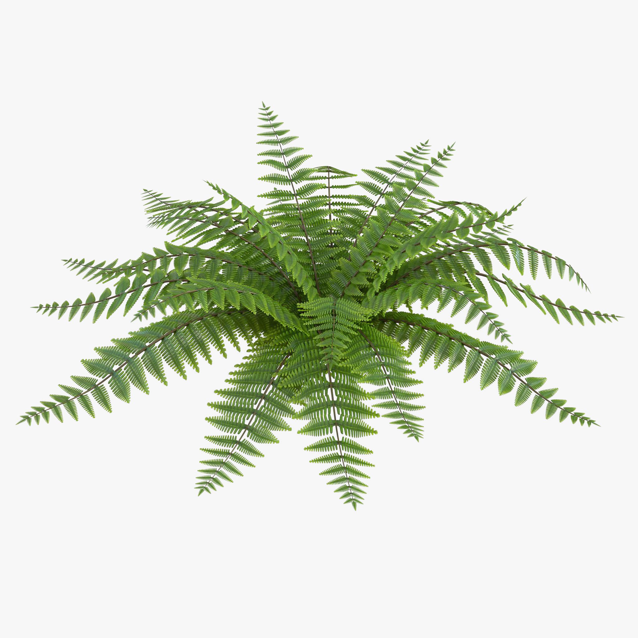 Fern 3d model