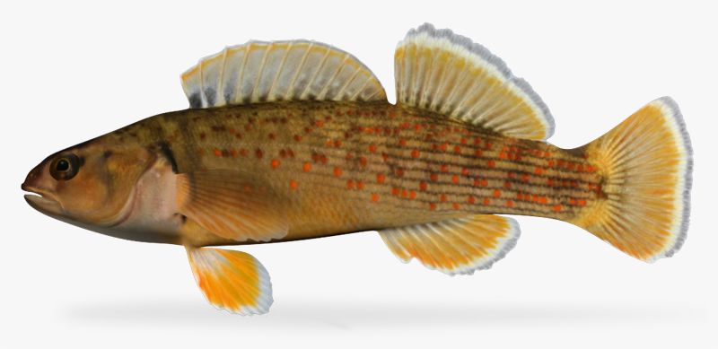 Etheostoma camurum Bluebreast Darter Mannetje 3d model