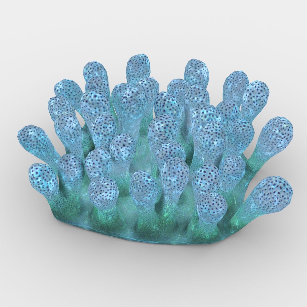 Coral 3d model