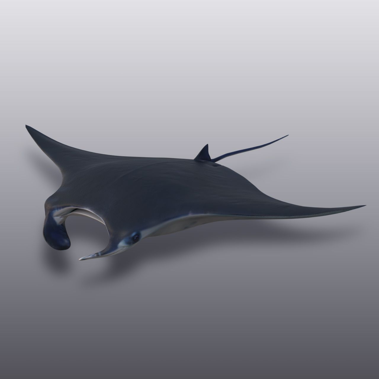 Manta Ray 3d model