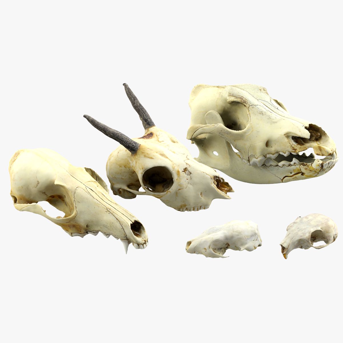 Animals skulls 3d model