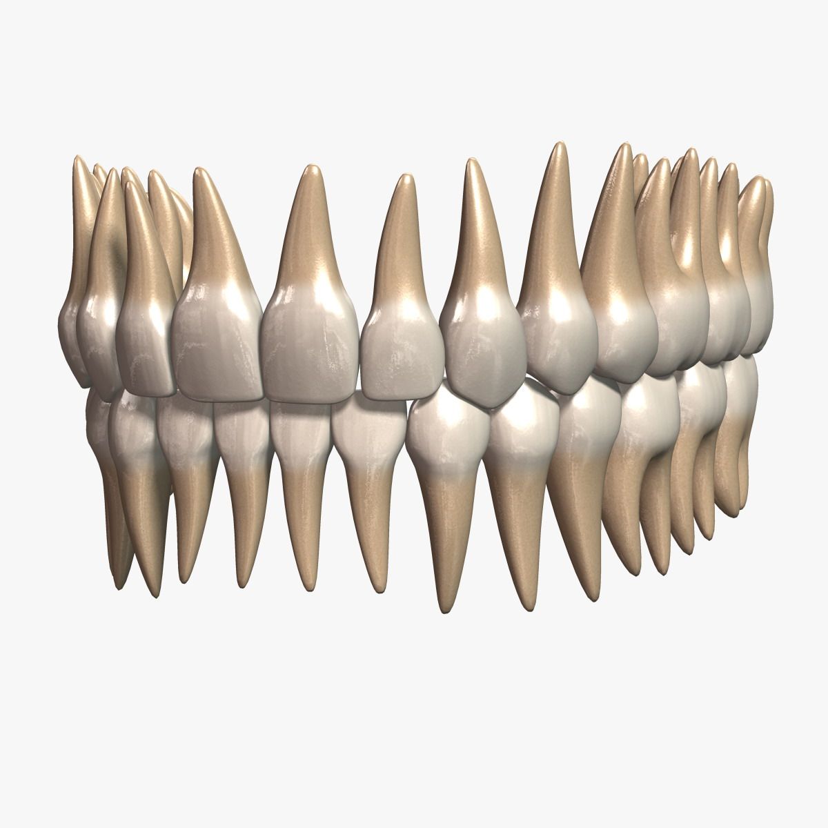 Teeth v2.0 3d model