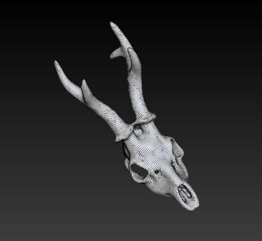 animal skull 3d model