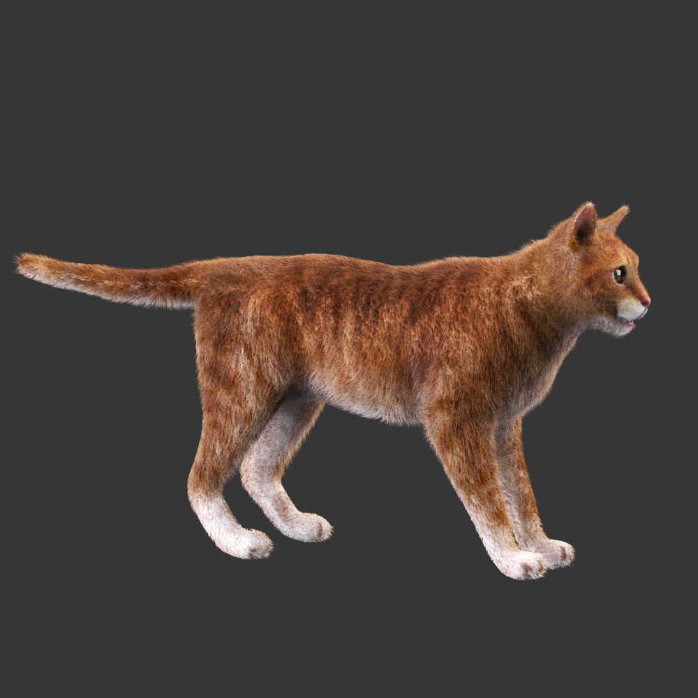 Cat Red Rigged 3d model